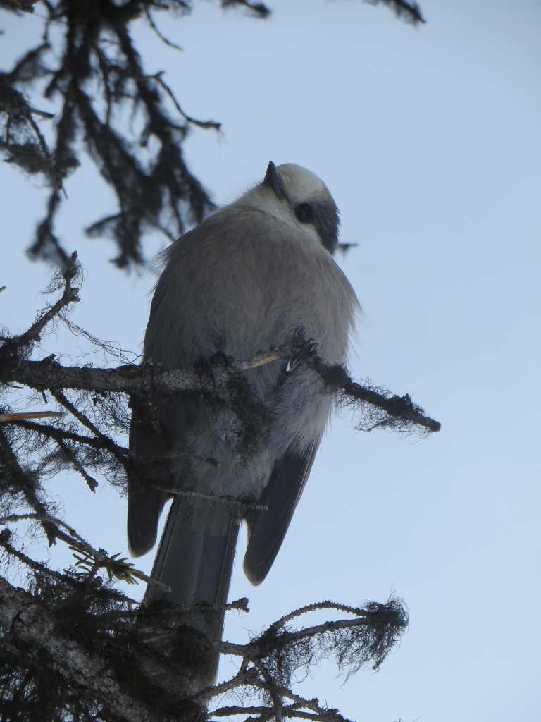 Winter Birds: Gray Jays - Megan E. KoppMegan E. Kopp